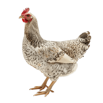 White Hen chicken isolated on transparent background cutout png