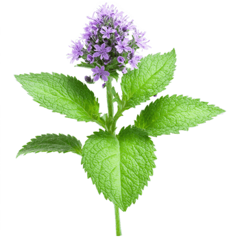 Peppermint Plant aromatic green leaves with purple stems and spikes of small purple flowers Mentha png