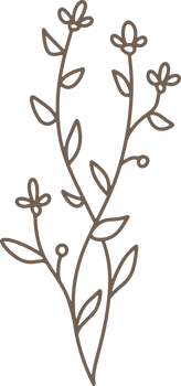 Handdrawn Organic Fern Branches illustration png