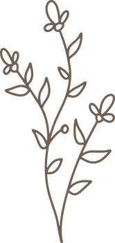 Handdrawn Organic Fern Branches illustration png