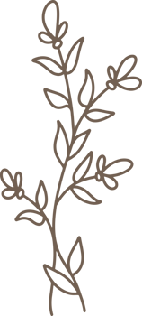 Handdrawn Organic Fern Branches illustration png