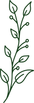 Handdrawn Organic Leaves illustration png