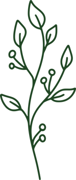 Handdrawn Organic Leaves illustration png