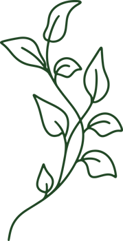 Handdrawn Organic Leaves illustration png