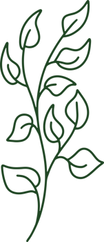 Handdrawn Organic Leaves illustration png