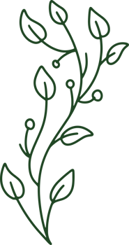 Handdrawn Organic Leaves illustration png