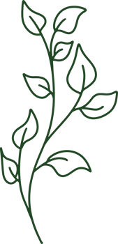 Handdrawn Organic Leaves illustration png