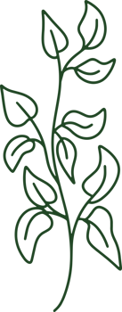 Handdrawn Organic Leaves illustration png