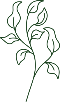 Handdrawn Organic Leaves illustration png