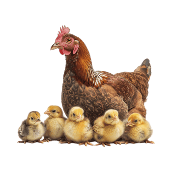 Hen with Chicks on Transparent Background png
