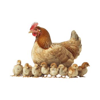 Hen with Chicks on Transparent Background png