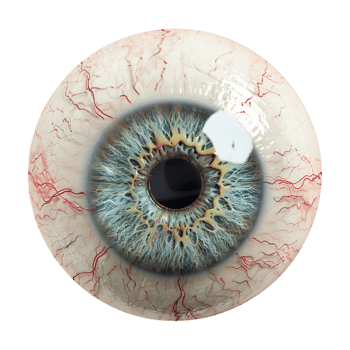 Human Eye Ball on Transparent Background png