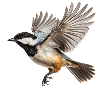 Black-Capped Chickadee bird . Black-Capped Chickadee bird flying with wings spread isolated. Black and yellow bird png