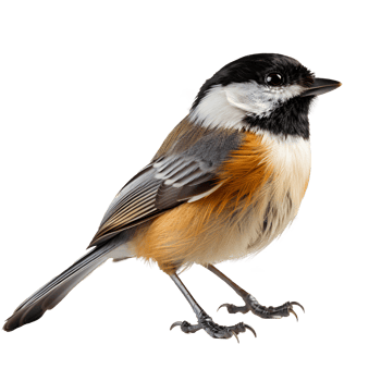 Black-Capped Chickadee bird . Black-Capped Chickadee isolated. Black and yellow bird png