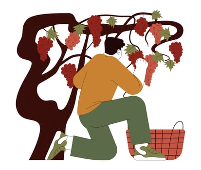 Grape harvesting. Male farmer picking purple ripe grape berries vector