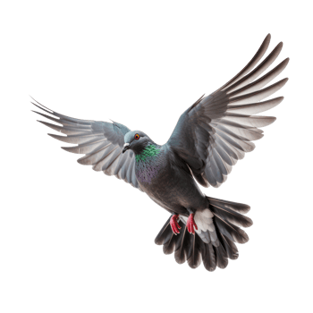 pigeon flying on transparent background png
