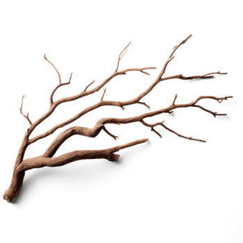 a branch with no leaves on it png
