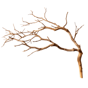 a tree with no leaves on it png
