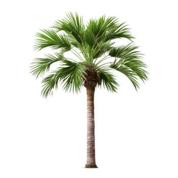 palm tree on transparent background png