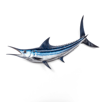 blue marlin fish on transparent background png