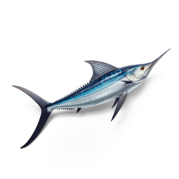 blue marlin fish on transparent background png