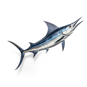 blue marlin fish on transparent background png