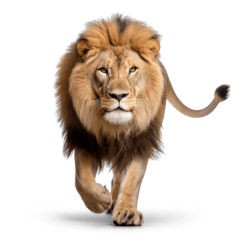 lion walking on transparent background png