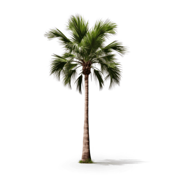 palm tree isolated on transparent background png