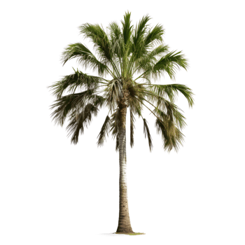 palm tree on transparent background png