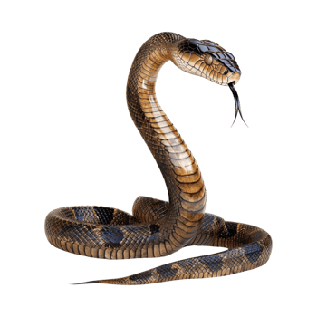 Snake on Transparent Background png