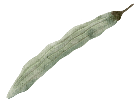 Moringa or drumstick herb painting isolated on background png
