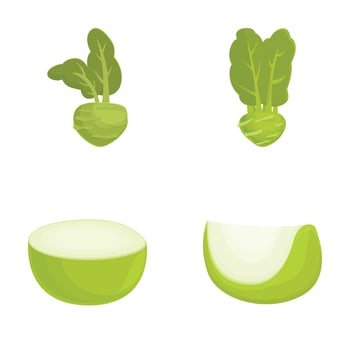illustration of fresh kohlrabi whole and sliced vector