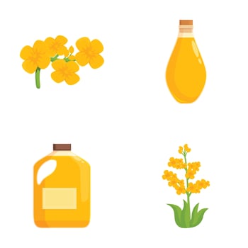 Canola oil and flowers illustration set vector