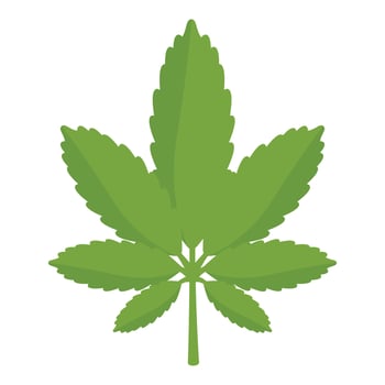 Green marijuana cannabis leaf with seven leaflets growing upwards vector