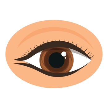 Brown eye with makeup looking right showing detailed iris and pupil vector