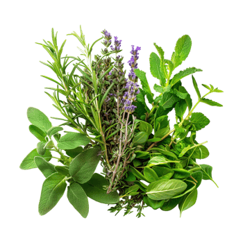 Rosemary Plant on Transparent Background png