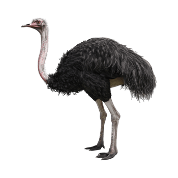 Common ostrich Flightless bird on Transparent Background png