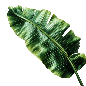 Tropical Green Banana Leaf png