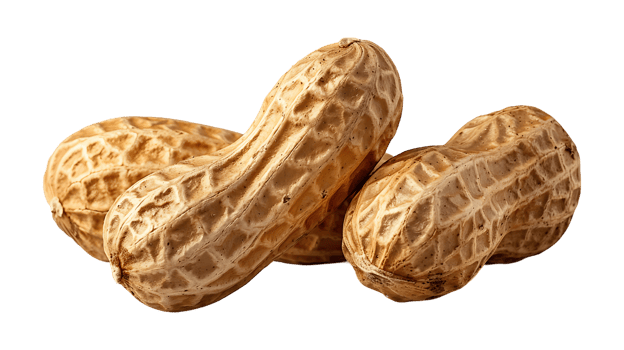 Fresh peanuts on a transparent background png