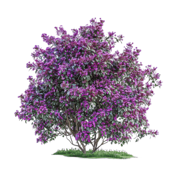 Bougainvillea spectabilis on Transparent Background png