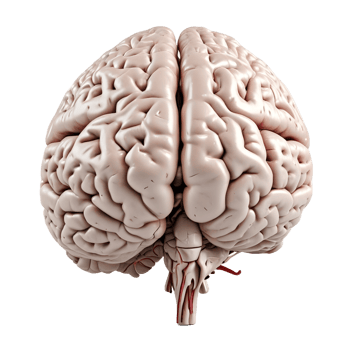 3d human mind png