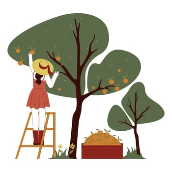 Woman or girl picking ripe fruits from orange tree. Female farmer collecting vector