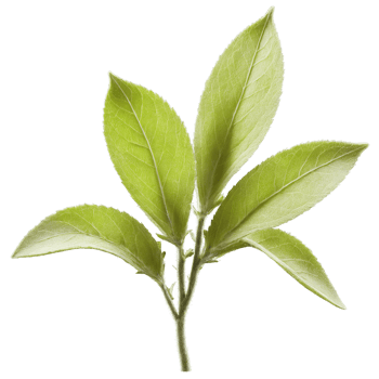 Sage leaves fluttering in a breeze with glowing particles trailing behind Salvia officinalis Food png