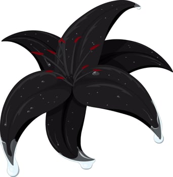Black lily with dew drops on petals artistic illustration vector