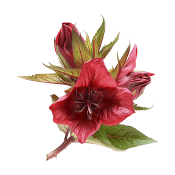 Abroma augustum Plant on Transparent Background png