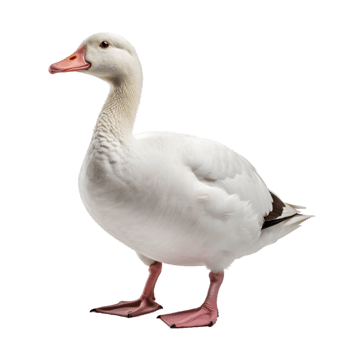 White goose on transparent background png