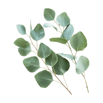Eucalyptus cinerea Plant on Transparent Background png