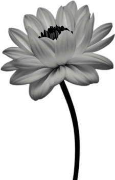 Delicate white dahlia blooms enchant with pristine petals. AI-generated. png