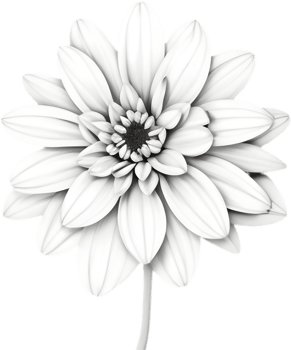 Delicate white dahlia blooms enchant with pristine petals. AI-generated. png