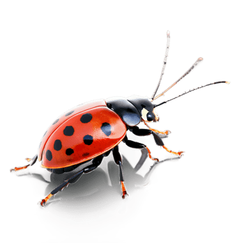 Zig zag ladybug Cheilomenes sexmaculata red elytra with six black spots arranged in zig zag png
